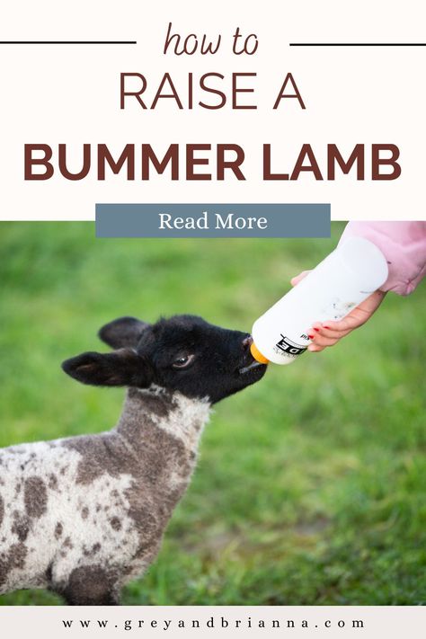 sheep drinking out of bottle Lamb Raising, Homesteading For Beginners, Raising Sheep, Sheep Farming, Baby Sheep, Homesteading Skills, Baby Lamb, Sheep Farm, Sheep And Lamb