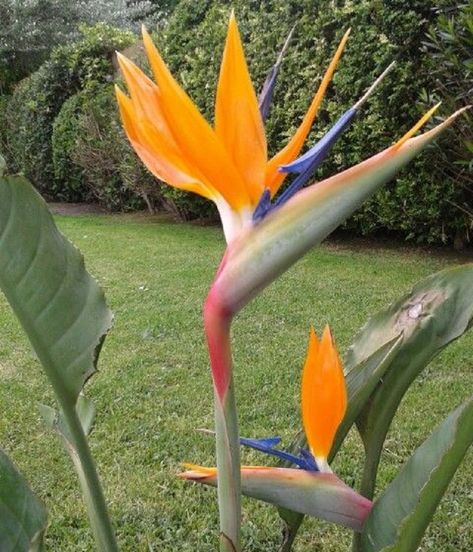 Flores bonitas y muy originales que debes conocer Paradise Painting, Hawaii Theme, Paradise Flowers, Birds Of Paradise Flower, Banana Flower, Strange Flowers, Mini Bonsai, City Garden, Bird Of Paradise