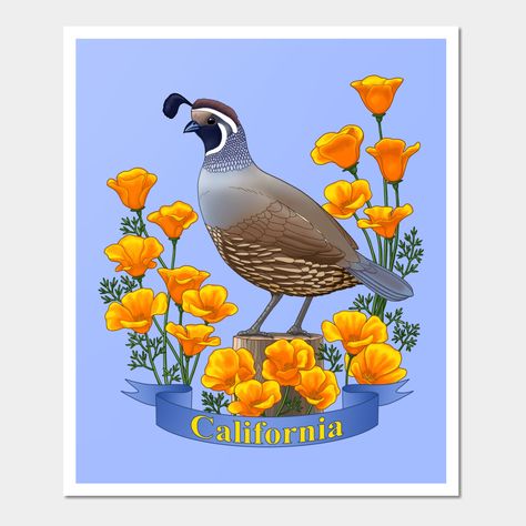 The official California state bird, the valley quail, and state flower, the golden poppy -- Choose from our vast selection of art prints and posters to match with your desired size to make the perfect print or poster. Pick your favorite: Movies, TV Shows, Art, and so much more! Available in mini, small, medium, large, and extra-large depending on the design. For men, women, and children. Perfect for decoration. Golden Poppy, California Poster, Bird And Flower, Mural Ideas, State Birds, Walnut Creek, California Poppy, Flower Coloring Pages, Mom Tattoos