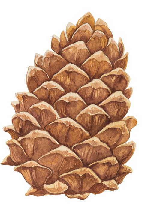 Pine Cone Drawing, Pine Cone Art, Hand Painted Card, Watercolor Tips, Leaf Illustration, Fall Fruits, Illustration Botanique, Fruit Illustration, Autumn Stickers