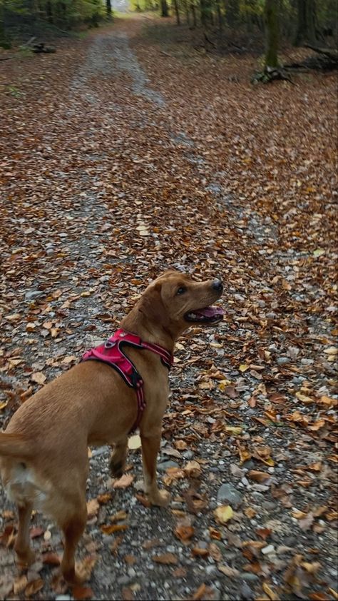 Morning Dog Walk Aesthetic, Dog Walk Aesthetic, Dog Walking Aesthetic, Walk Aesthetic, Fall Walk, Autumn Dog, Dog Aesthetic, Dog Walk, Tom Ellis