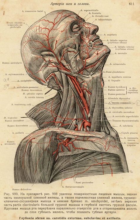 Vintage Medicine Aesthetic, Vintage Medical Art, Internal Anatomy, Medical Drawings, Student Aesthetic, Books Ideas, Medical Wallpaper, Biology Art, Human Body Anatomy