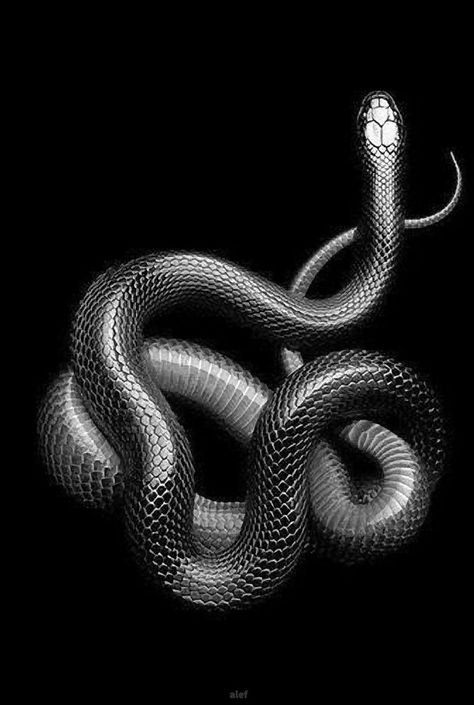 Snake Wallpaper 8 Amon Amarth, Snake Wallpaper, Snake Art, Textured Canvas Art, Skull Wallpaper, Snake Design, Black White Art, Vinyl Music, Black And White Aesthetic