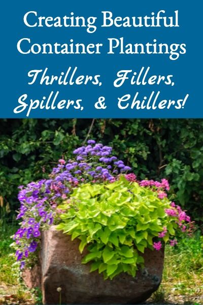 Description (+ photos) of how to use the thriller, filler, & spiller concept for creating beautiful container plantings every time. Plant Spillers For Pots, Filler Thriller Spiller Planters Ideas, Filler Thriller Spiller Planters Full Sun, Filler Spiller Thriller Plants, Spiller Filler And Thriller, Filler Plants For Pots, Spillers For Containers, Thriller Filler Spiller Ideas Shade, Thrillers Fillers And Spillers Ideas