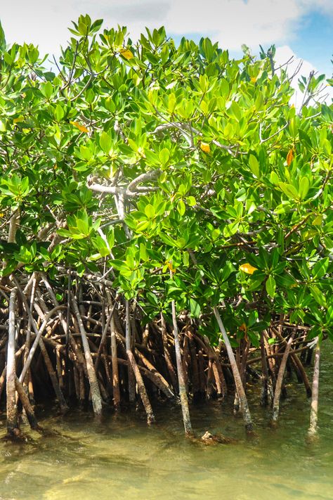 Florida | Mangroves Florida Mangroves, Florida Fish, Mangrove Forest, Storm Surge, Wildlife Conservation, Water Quality, Florida, Forest, Water