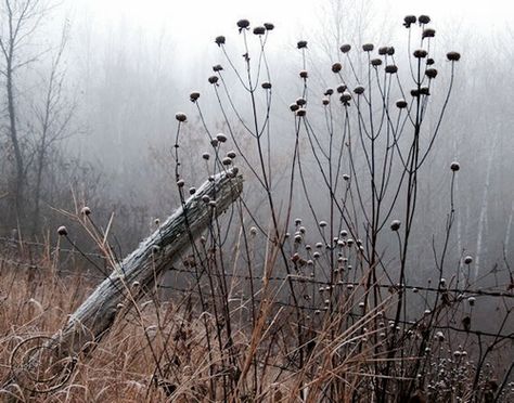 . Brown Gray Aesthetic, Grey Autumn, Country Fences, A Simple Life, Old Fences, Misty Morning, Gray Aesthetic, Back To Nature, Winter Garden