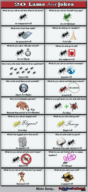 20 Ant Jokes & Puns Good Puns, Ant Control, Love Puns, Best Puns, Bad Puns, Future Children, Belly Laughs, Funny Puns, Take A Break