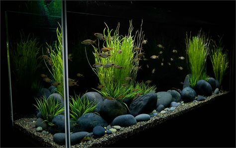 Large River Stones/Mexican Rive Pebbles - The Planted Tank Forum Tanaman Air, Custom Aquarium, Ikan Air Tawar, Fish Tank Design, Betta Aquarium, Tropical Fish Aquarium, Aquarium Terrarium, Fresh Water Fish Tank, Aquarium Setup