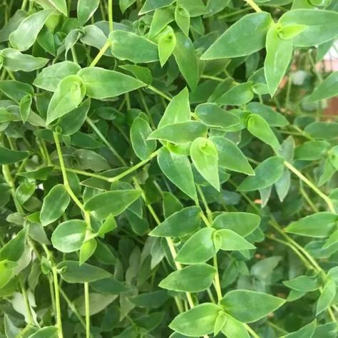 Tradescantia fluminensis | Small leaf spiderwort - Green Cover Initiative Terrace Gardens, Wandering Jew, Small Leaves, Tiny White Flowers, Leafy Plants, Plants For Hanging Baskets, Ground Cover Plants, Ornamental Plants, Small Leaf