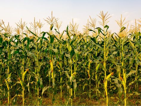 Tips On Growing Corn In The Garden Corn In Garden, How To Plant Corn, Growing Sweet Corn, Grow Corn, Corn Crop, Growing Corn, Corn Stalks, Corn Field, Plant Window