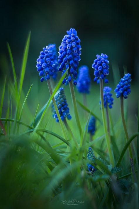 Muscari | Muscari armeniacum - Traubenhyazinthe | Rita Eberle-Wessner | Flickr Muscari Flower, Muscari Armeniacum, Ankle Tattoo, Flower Wallpaper, My Flower, Flower Art, Plants, Flowers, Green