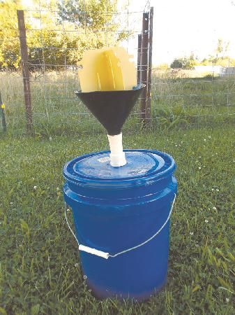 Japanese Beetle Trap Catches 'Em By The Bucketful Diy Japanese Beetle Trap, Japanese Beetles Repellant, Asian Beetle, Shop Hacks, Japanese Beetle, Farm Tips, Grow Seeds, Wasp Traps, Bug Trap