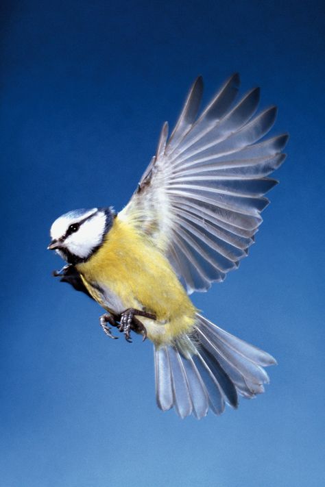 Birds Taking Flight, Bird In Flight Photography, Birds In Flight Photographs, Bird Taking Off, Bird Taking Flight, Bird Landing, Bird In Flight, Bird Book, Flying Bird