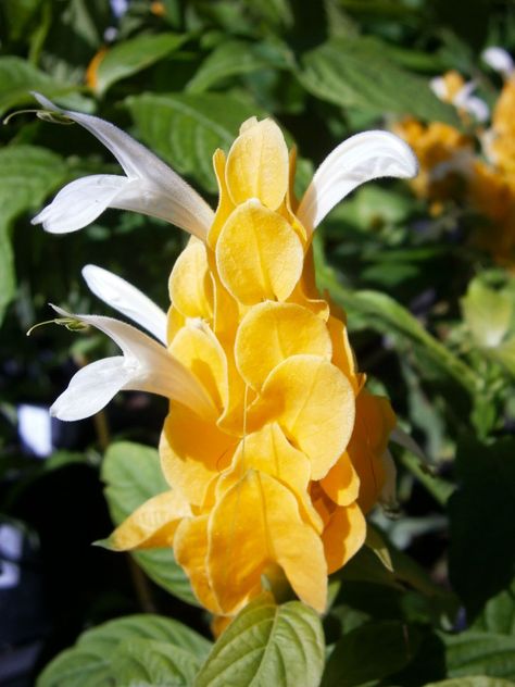 shrimp plant