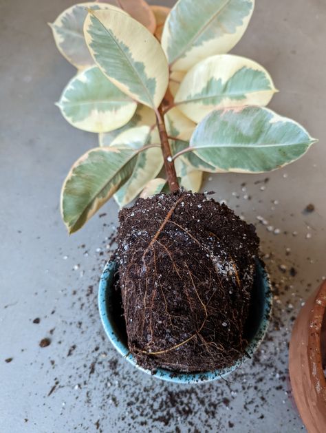 Ficus Tineke, Repotting Rubber Plant - . Propagating Rubber Plant, Types Of Rubber Plants, How To Propagate A Rubber Tree Plant, Rubber Plant Tineke, Tineke Rubber Plant, Variegated Rubber Plant, Pot Leaves, Ficus Tineke, Rubber Plant Care