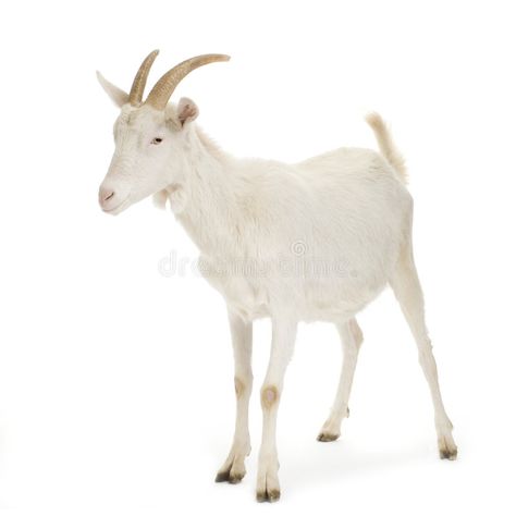 Goat stock photos Goat Anatomy, Indian Goat, Types Of Goats, Sugar Scull, Female Goat, Goats Funny, Cute Goats, Goat Farming, Baby Goats