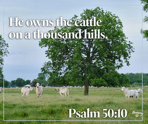 He owns the cattle on a thousand hills. Psalm 50:10 Livestock motivation by Ranch House Designs. #livestockmotivation #stockshowlife #showtowin Cattle On A Thousand Hills, Psalm 50, Ranch House Designs, You Raise Me Up, Country Girl, Ranch House, House Designs, Country Life, Country Girls