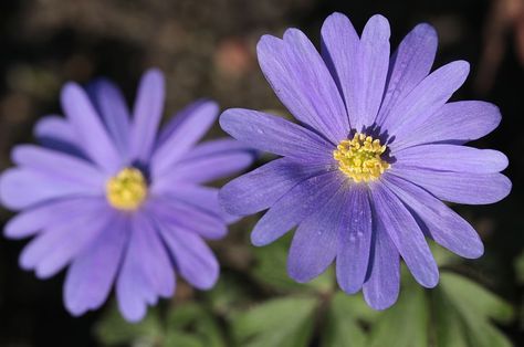 Planting Layout, Anemone Blanda, Planting Marigolds, Natural Insecticide, Tree Seedlings, Sprouting Seeds, Amaryllis Bulbs, Organic Mulch, Organic Vegetable Garden