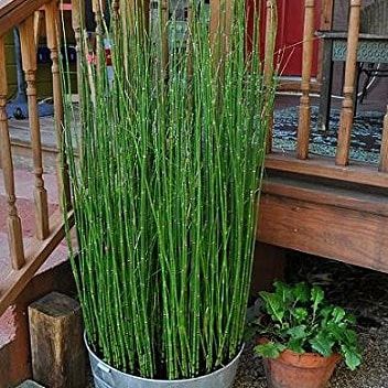 Tranquility Garden, Horsetail Reed, Garden Tool Holder, Backyard Gardens, Bamboo Roots, Courtyard Gardens, Porch Remodel, Buddha Garden, Koi Ponds