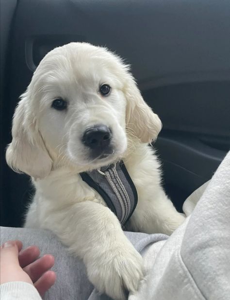 Cream Retriever, English Golden Retrievers, English Cream, Really Cute Dogs, Pretty Dogs, Pretty Animals, Cute Animals Images, Retriever Puppy, Cute Dogs And Puppies