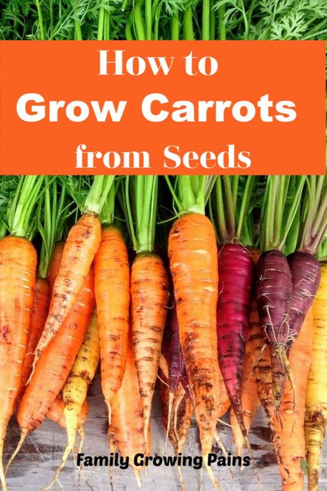 Carrot Garden Raised Beds, Growing Carrots In Raised Beds, How To Plant Carrot Seeds, Growing Carrots In Containers, Growing Carrots From Seed, Carrots Growing, Planting Carrots, Grow Carrots, Plantarea Legumelor