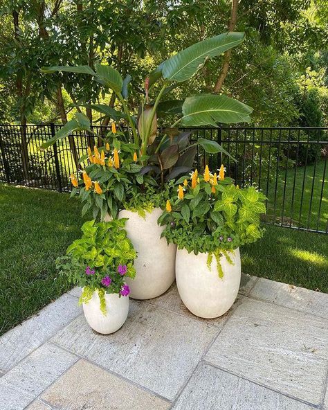 Landscaping With Potted Plants, Gardens Design Ideas, Gardens Decor, Tall Potted Plants, Potted Plants Outdoor, Sustainable Landscaping, Plants Outdoor, Farmhouse Landscaping, Landscape Designer