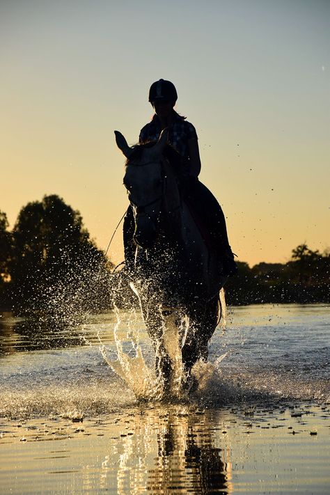 Horses Wallpaper, Horses Photography, Horse Exercises, Horse Riding Tips, Sea Horses, Horse Wallpaper, Horse Aesthetic, Horse Horse, Water Sea