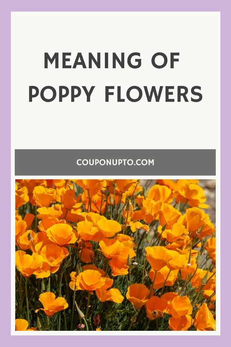 Meaning Of Poppy Flowers Poppies Meaning, Poppy Meaning, Poppy Flower Meaning, Witch Tips, Flower Meanings, Poppy Flowers, Most Beautiful Flowers, Nature Garden, Poppy Flower