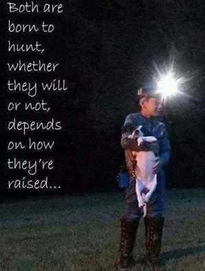 Both are born to hunt, whether they will or not, depends on how they're raised...~Coon Hunting Hunter Quote, Coon Hunting, Rabbit Hunting, Hunting Quotes, Walker Coonhound, Hog Hunting, Pet Raccoon, Hound Dogs, Bear Hunting