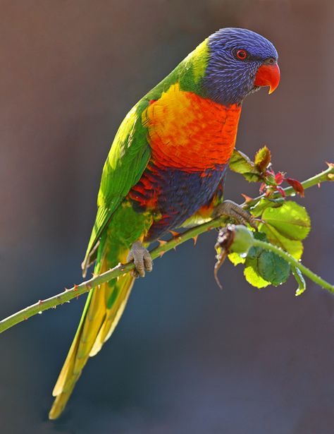 Rainbow Lorikeet Painting, Lorikeet Painting, Rainbow Nature, Australian Parrots, Rainbow Lorikeet, Sun Conure, Parrots Art, Tropical Animals, Australian Wildlife