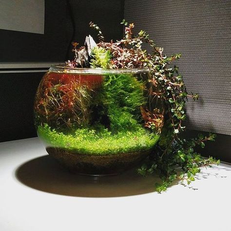 Still one of my favorite bowls by Reddit user SteamBoatPilot. Bowl Aquascape, Jar Aquarium, Bowl Aquarium, Water Terrarium, Aquaponics Kit, Wabi Kusa, Aquarium Garden, Fish Tank Terrarium, Aquatic Garden