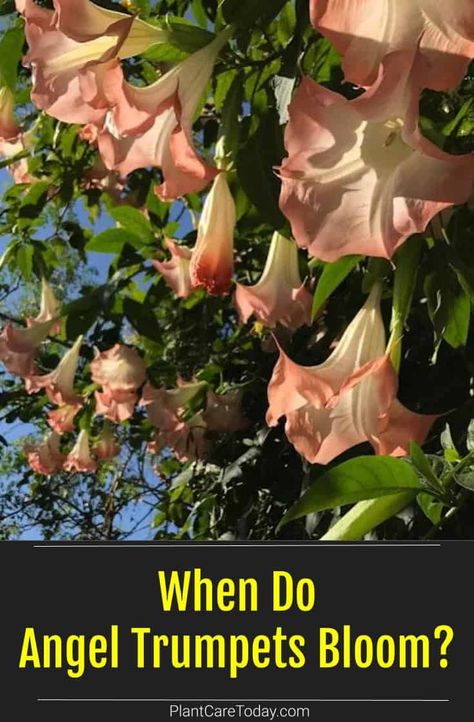 It is easy to fall in love with the massive angel trumpet flowers but when do Brugmansia plants flower? Trumpet Plant, Angel Trumpets, Angel Trumpet Plant, Trumpet Flowers, Trumpet Flower, Angel Trumpet, Overwintering, Trumpets, Moon Flower