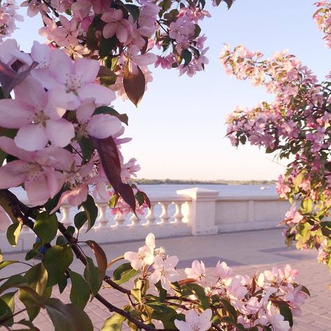 ethereal — florealegiardini: Nizhni Novgorod,... Spring Icons, Garden Background, Flowers Blooming, Pink Garden, Spring Aesthetic, Aesthetic Pink, Nature Aesthetic, Flowers Nature, Aesthetic Photography