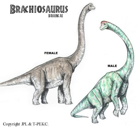 Brachiosaurus Drawing, Jurassic World Wallpaper, Jurassic Park Poster, Dino Park, Jurassic Park 1993, Fallen Kingdom, Jurrasic Park, Jurassic World Fallen Kingdom, Dinosaur Pictures