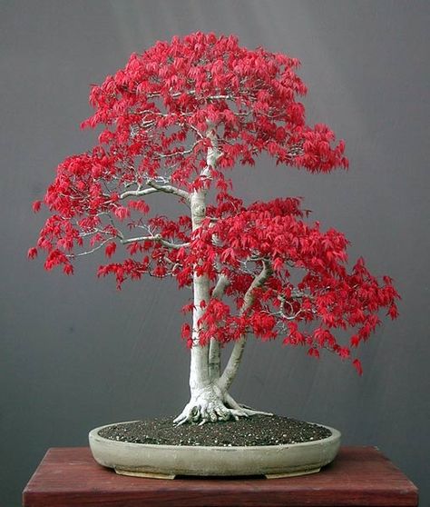 bonzai Red Maple Bonsai, Japanese Maple Bonsai, Japanese Red Maple, Portulaca Grandiflora, Acer Rubrum, Japanese Bonsai Tree, Maple Bonsai, Tanaman Pot, Bonsai Seeds