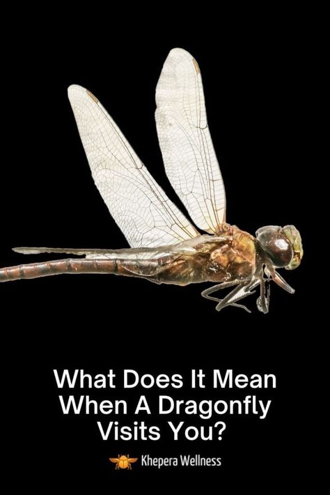 What Do Dragonflies Symbolize, Dragonfly Sayings Quotes, Dragon Fly Spiritual Meaning, Dragonfly Symbolism Meaning, Dragonfly Quotes Inspiration, Seeing Dragonflies Meaning, Dragonflies Meaning, Dragonfly Plants, Dragon Fly Tattoo Meaning