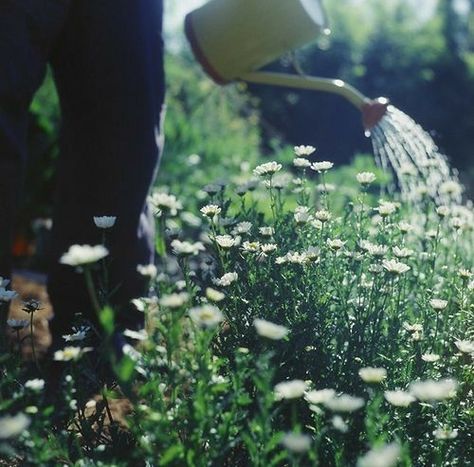 Planting Photography, Davis Aesthetic, Mushroom Witch, Garden Photography, Cottage Living, Green Gables, Winter Aesthetic, Organic Farming, Summer Garden