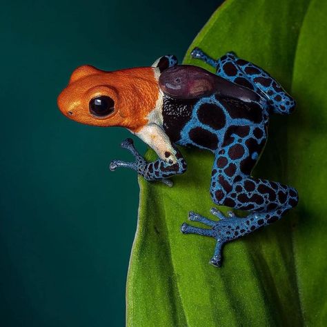 Your Sunday LOLcats (dial-up warning) White Charger Edition - Democratic Underground Poison Frog, Amazing Frog, Frog Pictures, Dart Frog, Frog Art, Frog And Toad, Tree Frogs, Reptiles And Amphibians, Weird Animals