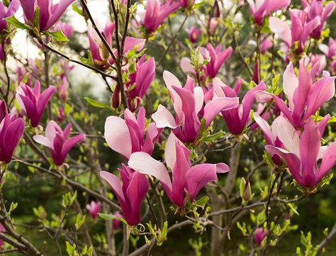 Magnolia LiLiiflora Guide: How to Grow & Care for "Lily Magnolia" Magnolia Shrub, Magnolia Liliiflora, Jane Magnolia, Lily Magnolia, Growing Lilies, Yard Plants, Small Garden Landscape, Purple Lily, Shore House