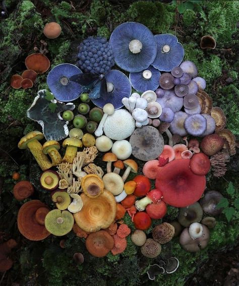 Red white blue yellow green mushrooms Photography Flat Lay, Mushroom Photography, Mushroom Pictures, Mushroom Fungi, Mushroom Art, Wild Mushrooms, Pretty Plants, Back To Nature, Nature Aesthetic