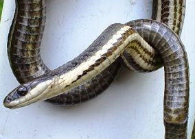 Queen Snake Queen Snake, Black Mexican King Snake, Eastern Garter Snake, Arabian Boa Snake, Eastern Brown Snake, Snakes, The Queen, Reptiles, Michigan