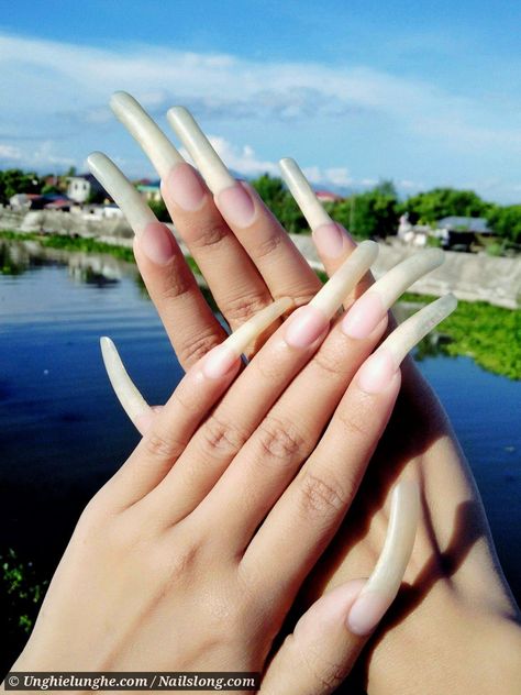 Nails Long Natural, Real Long Nails, Two Color Nails, Long Natural Nails, Real Nails, Long Fingernails, Natural Nail Art, Nail Goals, Curved Nails