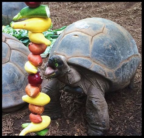 A hanging vegetable feeder for the Alhambra Tortoises at Zoo Atlanta encourages these sedate animals to be more active while eating.  (Photo Credit: T. Phillips) Tortoise Enrichment, Zoo Enrichment, Russian Tortoise Diet, Zoo Atlanta, Animal Enrichment, Crafts Winter, Tortoise House, Tortoise Enclosure, Tortoise Table