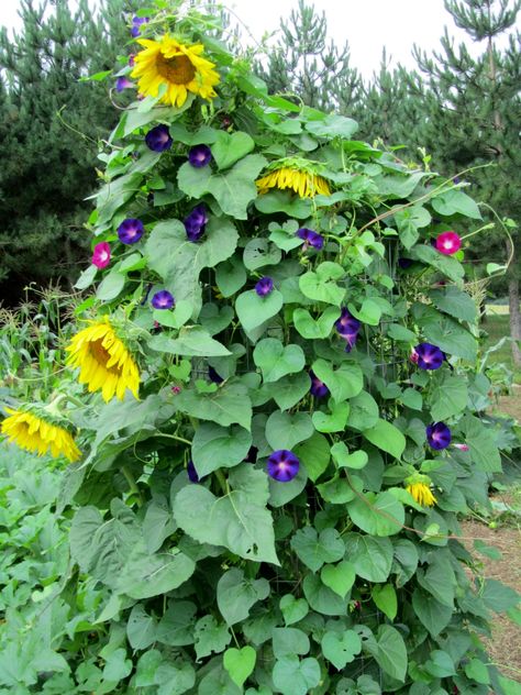 Sunflower Planting Ideas Backyards, Black Eyed Susan Vine, Garden Inspo, Morning Glories, Sunflower Garden, Flower Pots Outdoor, Flower Landscape, Home Landscaping, Vegetable Garden Design