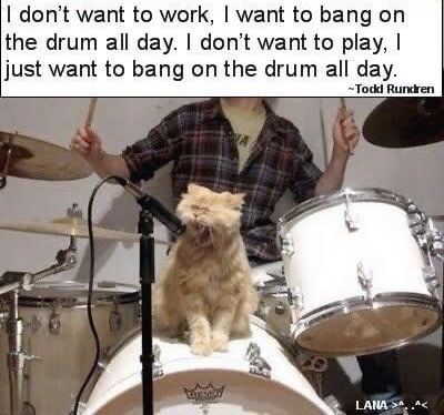 Heavy Metal Cat, Playing Drums, Sweet Cat, Owning A Cat, Drum Kit, Cat Quotes, Cat Playing, Cat Care, All About Cats