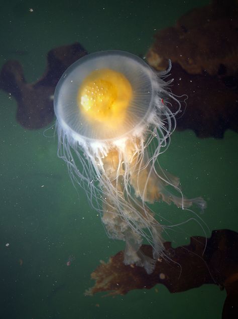 Fried Egg Jellyfish, Egg Jellyfish, Jellyfish Tentacles, Cnidaria, Drawing Animals, Beautiful Sea Creatures, Incredible Creatures, Weird Creatures, Marine Animals