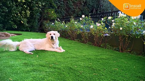 Pros and Cons of Artificial Grass for Dogs Dog Area With Turf, Turf Yard For Dogs, Artificial Turf Backyard Ideas For Dogs, Astroturf Backyard For Dogs, Artificial Grass Dog Area, Pet Turf Backyard Ideas, Dog Turf Backyard, Dog Turf Potty Area, Turf Backyard Ideas For Dogs