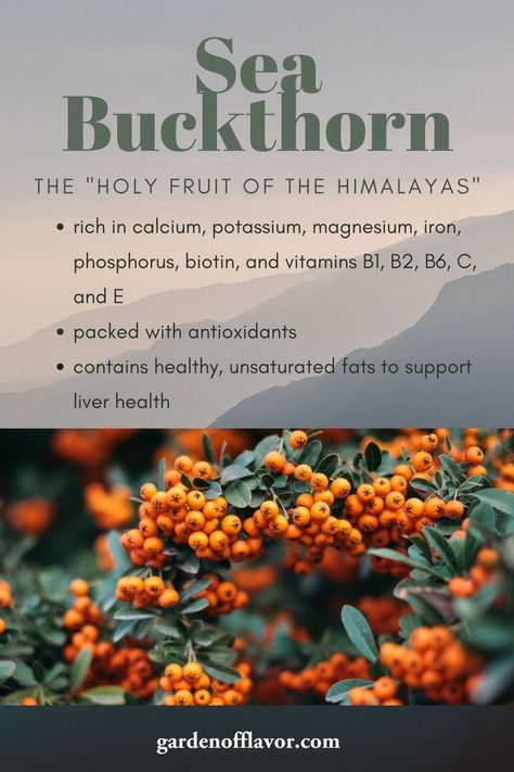 Sea Buckthorn Oil Benefits Skin Care, Seabuckthorn Benefits, Seabuckthorn Oil Benefits, Sea Buckthorn Oil Benefits, Buckthorn Benefits, Sea Buckthorn Benefits, Internal Healing, Seabuckthorn Oil, Hair And Skin Vitamins