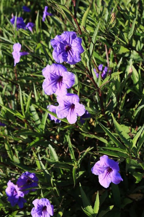 Close up of purple Mexican Petunia perennial shrub also known as Ruellia Brittoniana or Brittons wild petunia or Mexican bluebell royalty free stock Wild Bluebell, Perennial Shrubs, Petunias, Close Up, Perennials, Stock Images, Purple, Floral