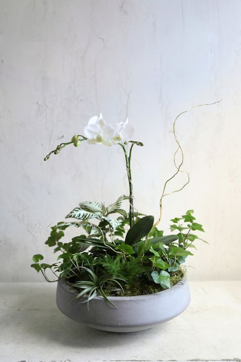 Unique Plant Arrangements, Plant Arrangements Indoor, Living Centerpieces, Potted Plant Centerpieces, Plant Centerpieces, Flower Home Decoration, Pot Flowers, Shoe Organization, Orchid Flower Arrangements